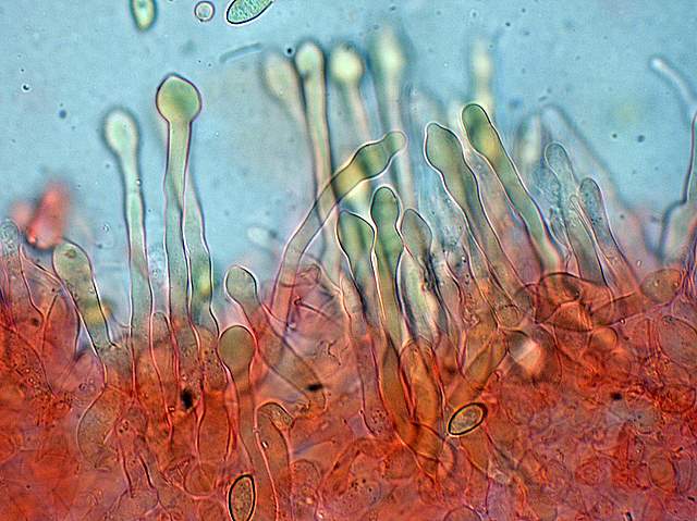 Galerina spec. Cod.: 0947-07